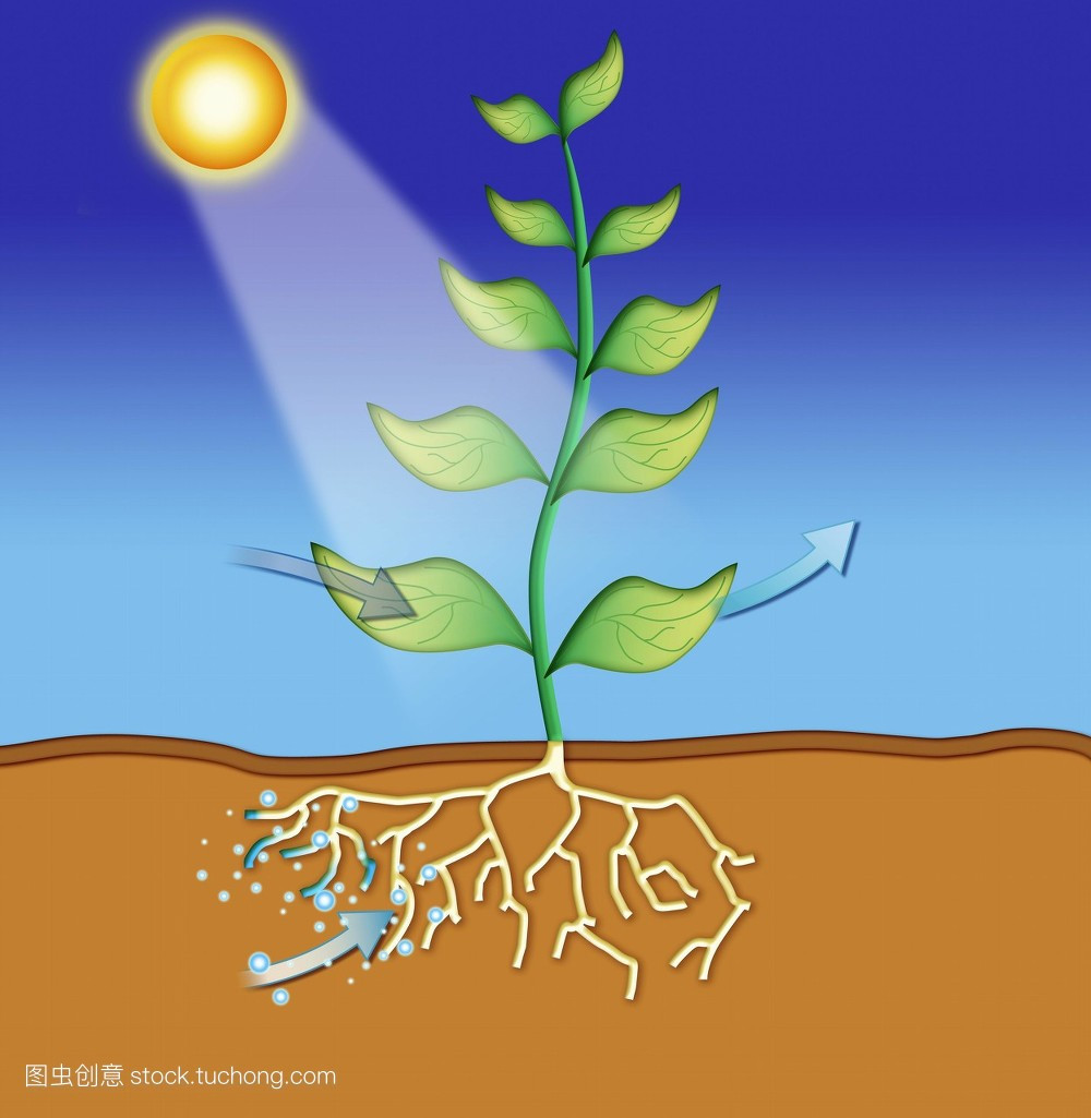 光合系统图册_360百科