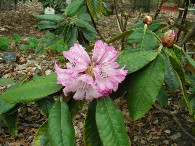 大王杜鹃图册_360百科