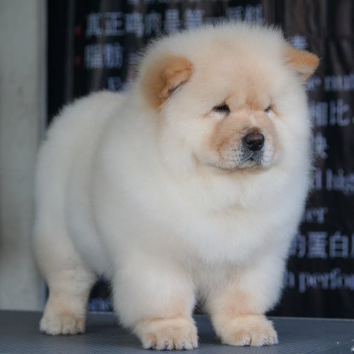 松狮犬图册_360百科