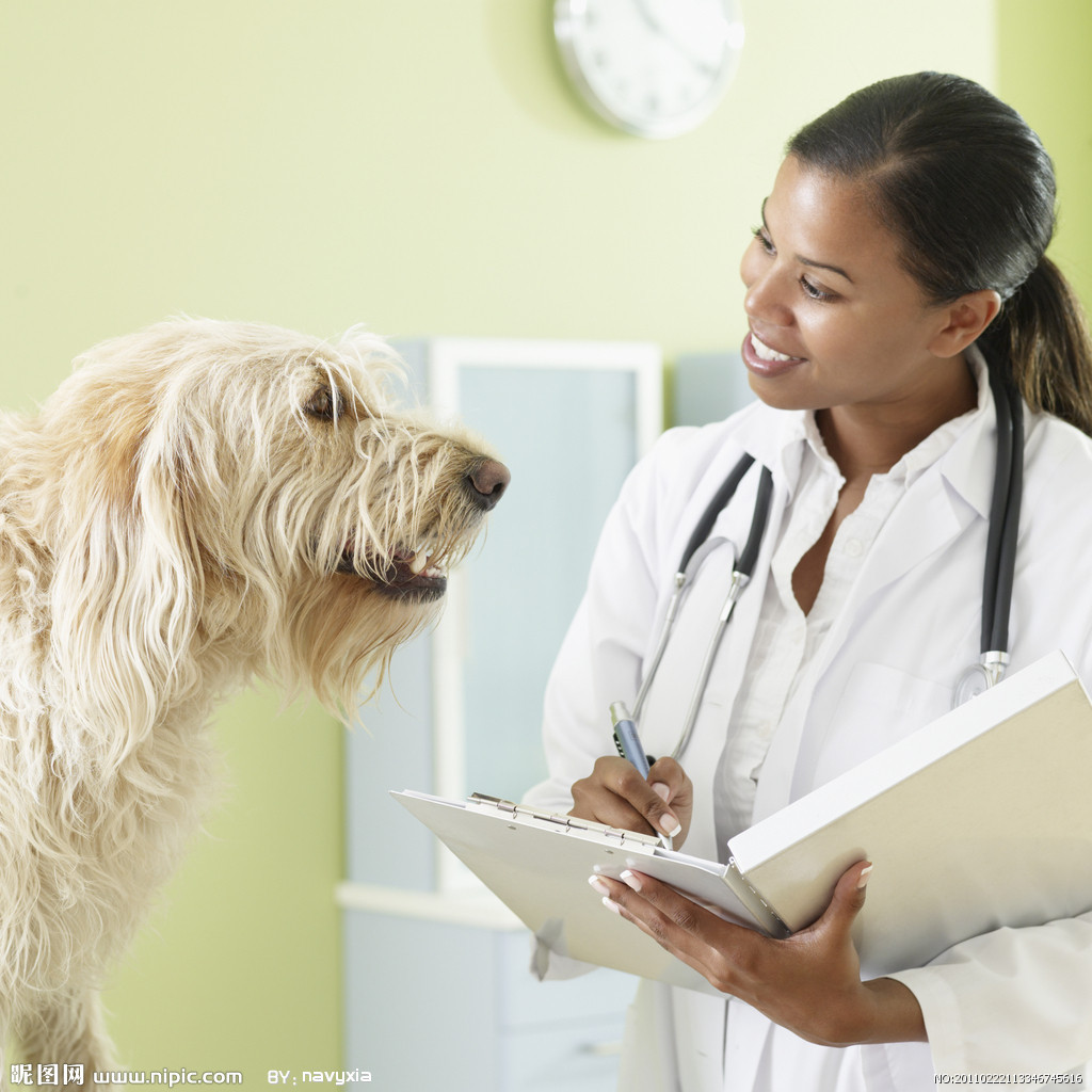 在宠物医院里的狗狗与兽医46653_医疗保健_人物类_图库壁纸_68Design
