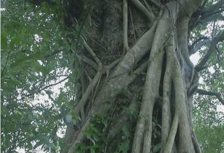 椎木图册_360百科