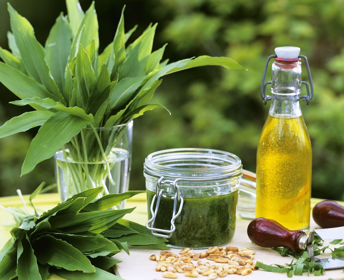 松子油图册_360百科