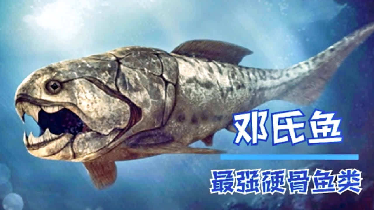 邓氏鱼图册_360百科