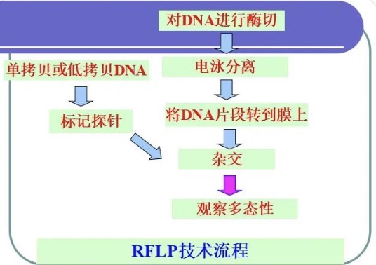 RFLP图册_360百科