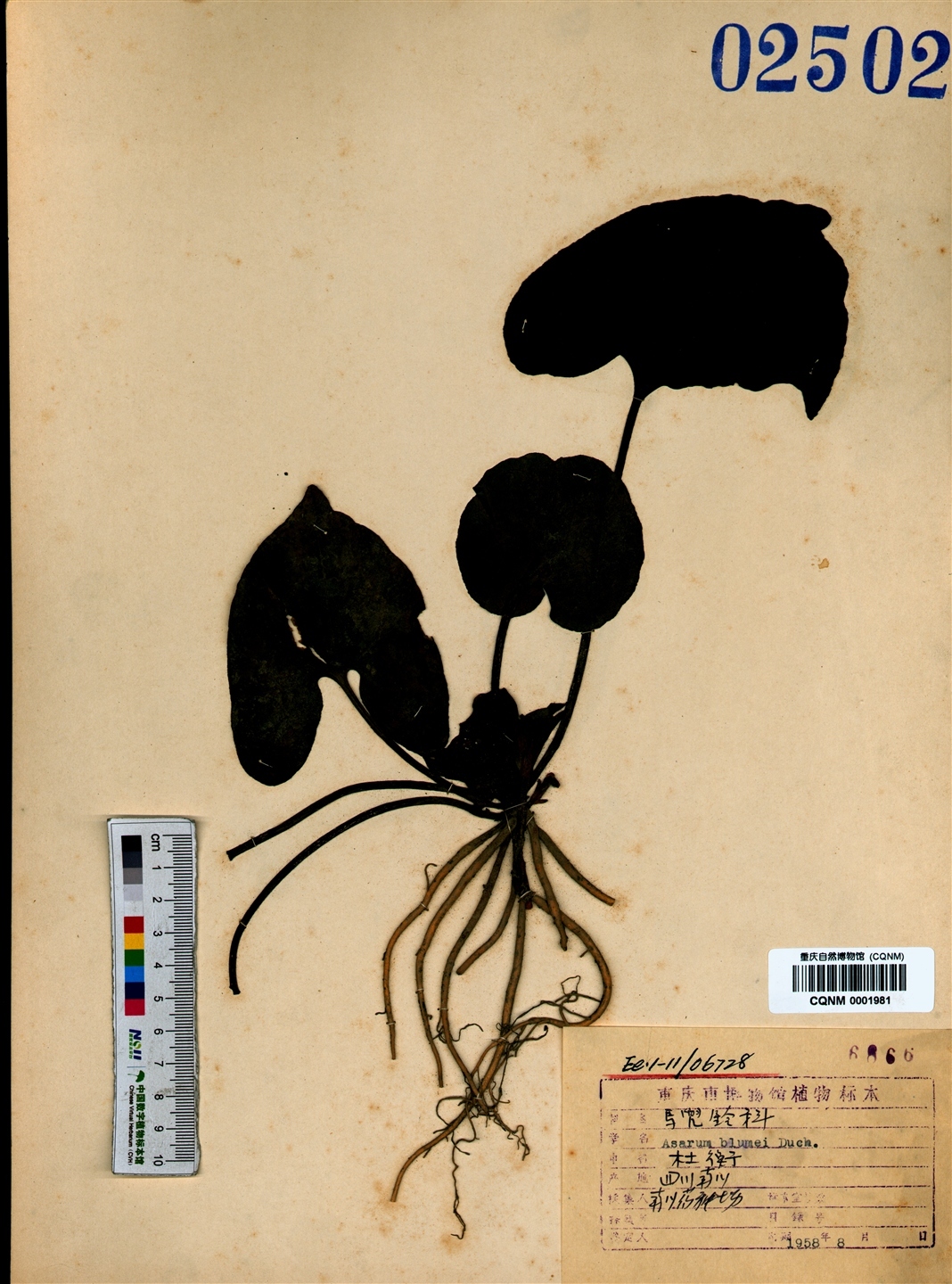 杜衡(马兜铃科、细辛属多年生草本植物)_360百科