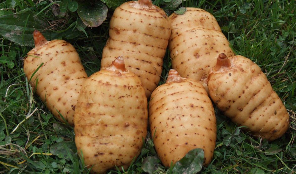 乌天麻图册_360百科