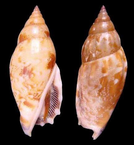 黑口燕子凤凰螺图册_360百科