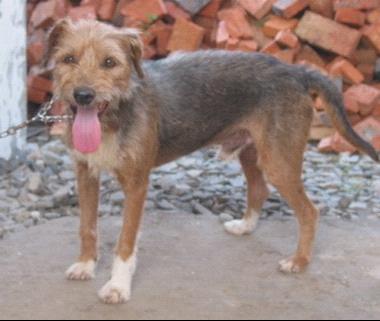 刚毛太仓小猎犬图册_360百科