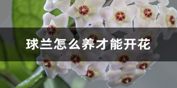 球兰花怎样才能养才开花_360新知