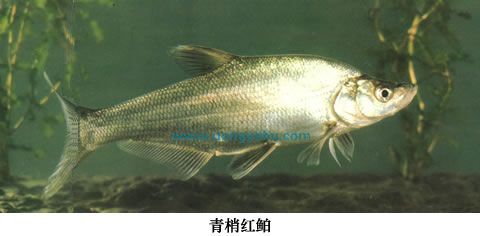 红鲌属图册_360百科