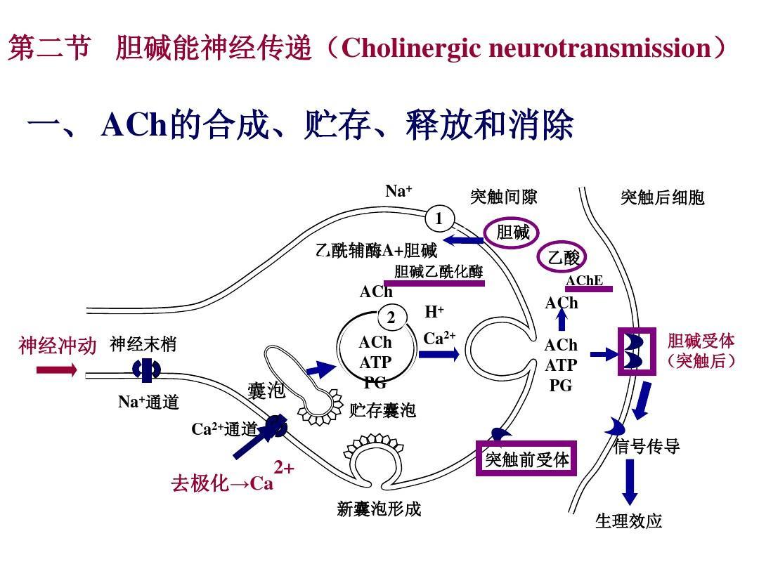 乙酰胆碱受体图册_360百科