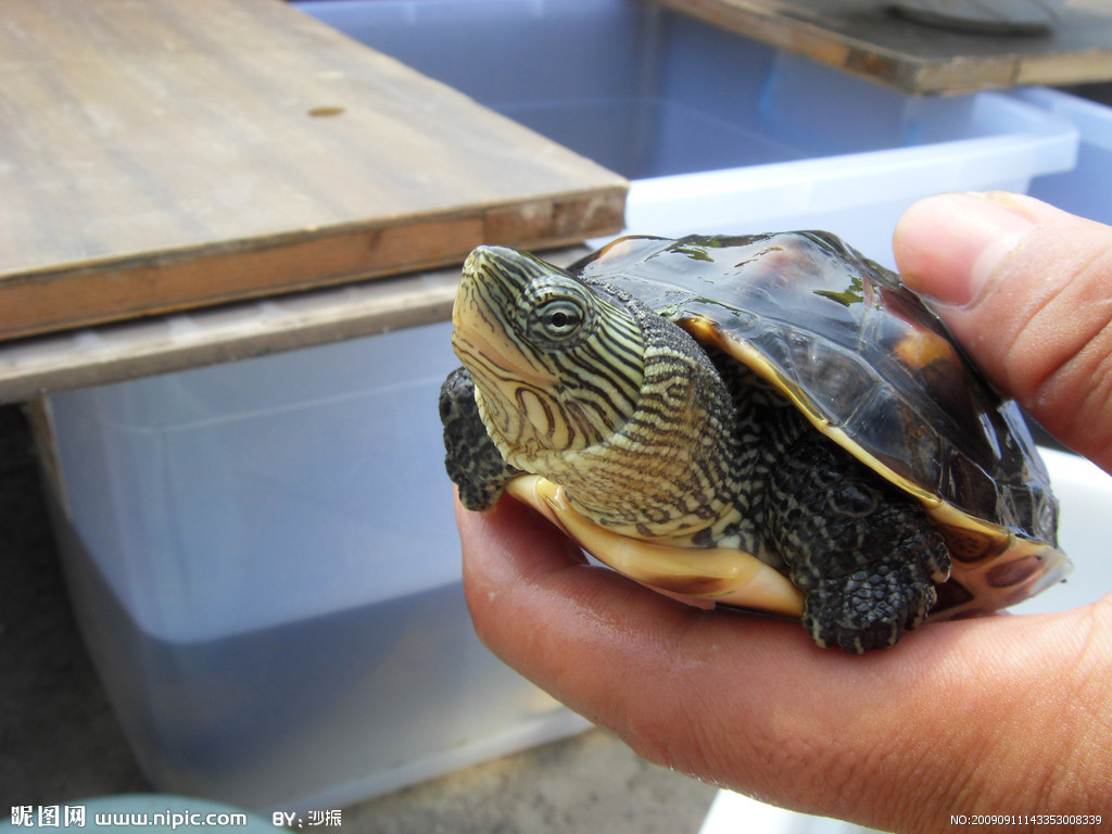 水龟科图册_360百科