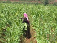 横山村图册_360百科