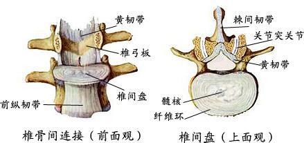 韧带炎图册_360百科