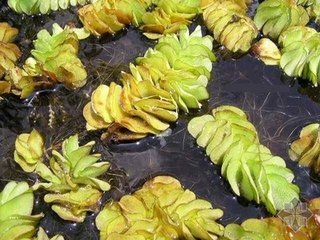 槐叶苹属图册_360百科