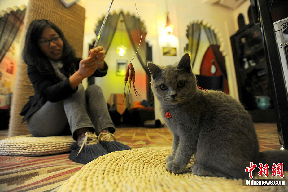 猫吧图册_360百科