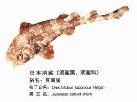 日本须鲨图册_360百科