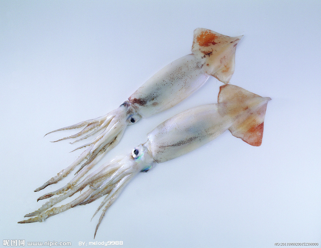 Study finds new genetic editing powers in squids