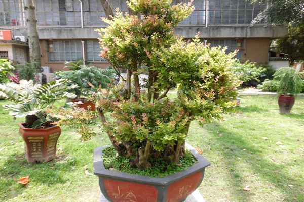 杜松图册_360百科