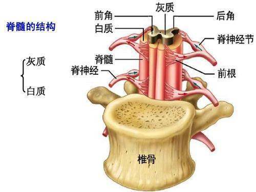 名词解释 白质