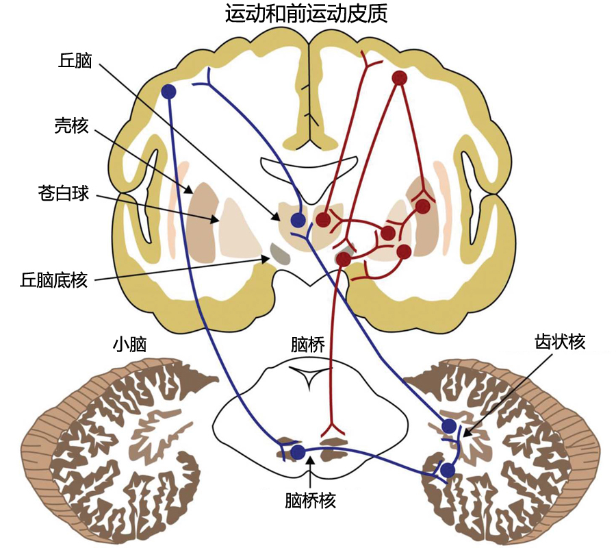 基底神经节图册_360百科