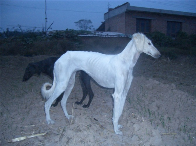细犬图册_360百科