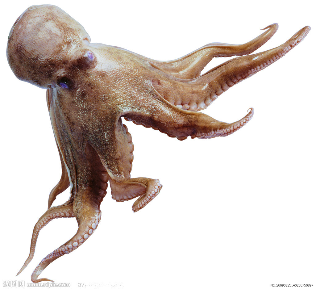 巨型章鱼 - 快懂百科