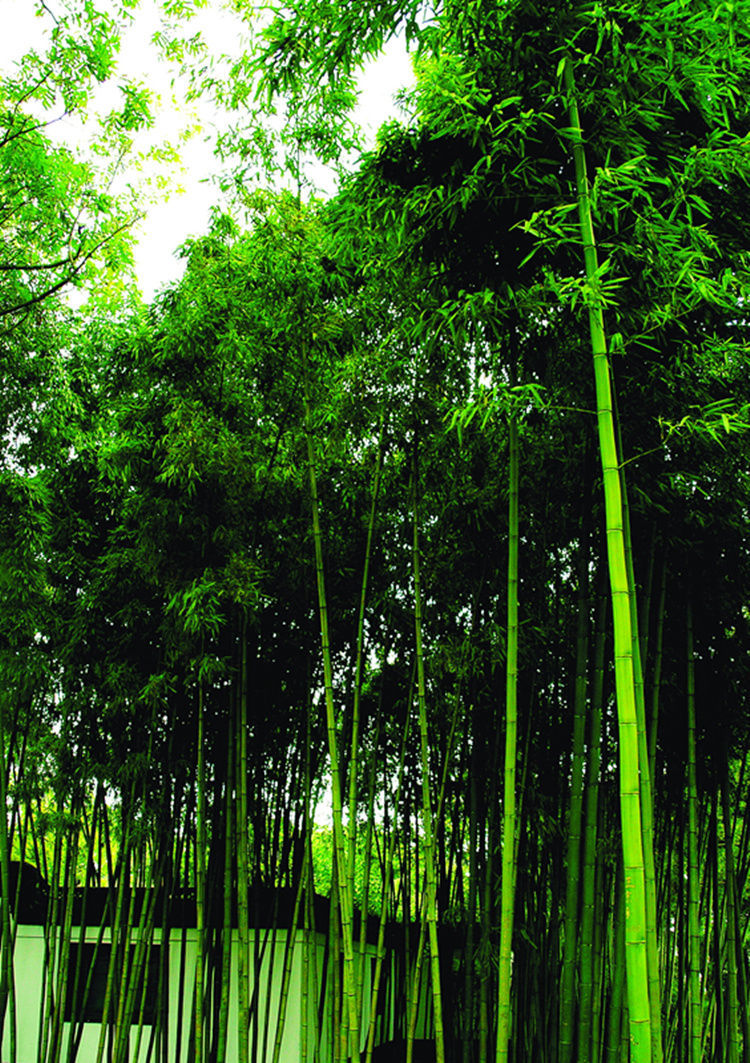 绿竹(禾本科绿竹属植物)_360百科