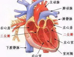 主动脉图册_360百科