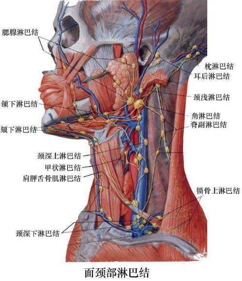 淋巴在什么位置