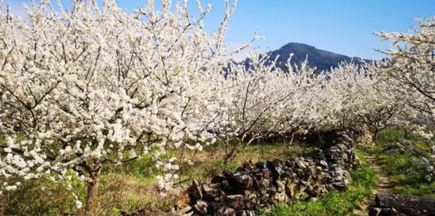 李花和梨花怎么区分_360新知
