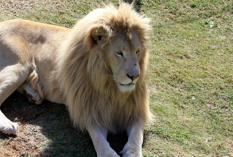 刚果狮图册_360百科