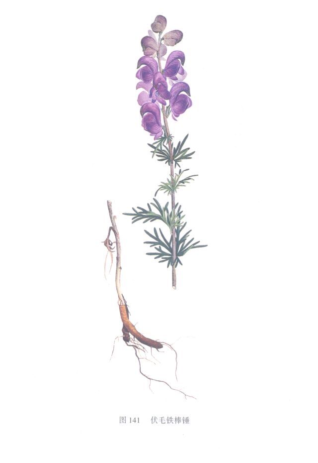 雪上一枝蒿图册_360百科