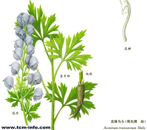 短唇乌头图册_360百科