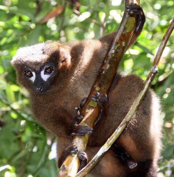 红腹美狐猴图册_360百科