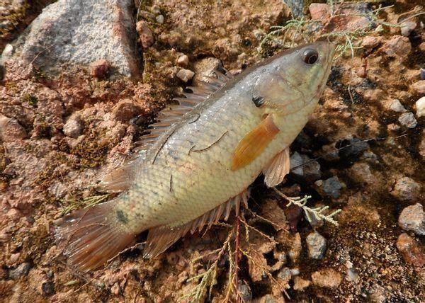 三毛鱼是什么鱼_360问答