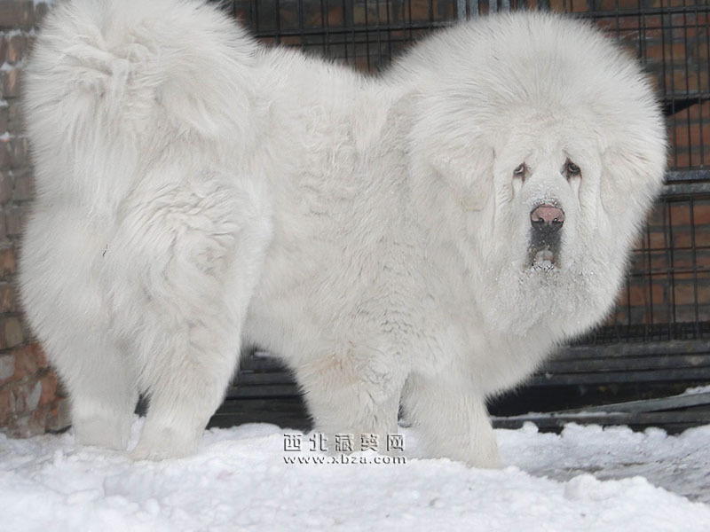雪獒图册_360百科