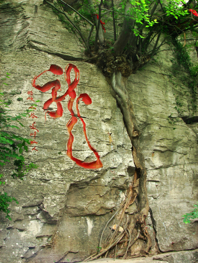 青檀树图册_360百科