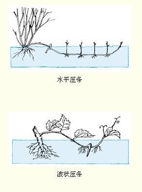 压条(植物学)_360百科