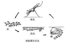 按蚊属图册_360百科