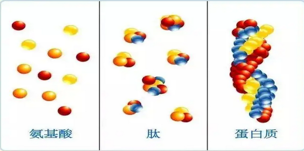 肽、蛋白质和氨基酸的区别_360新知