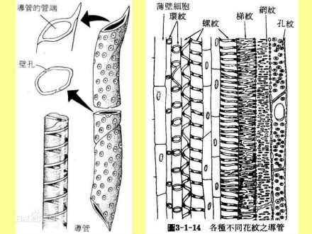 植物导管图册_360百科
