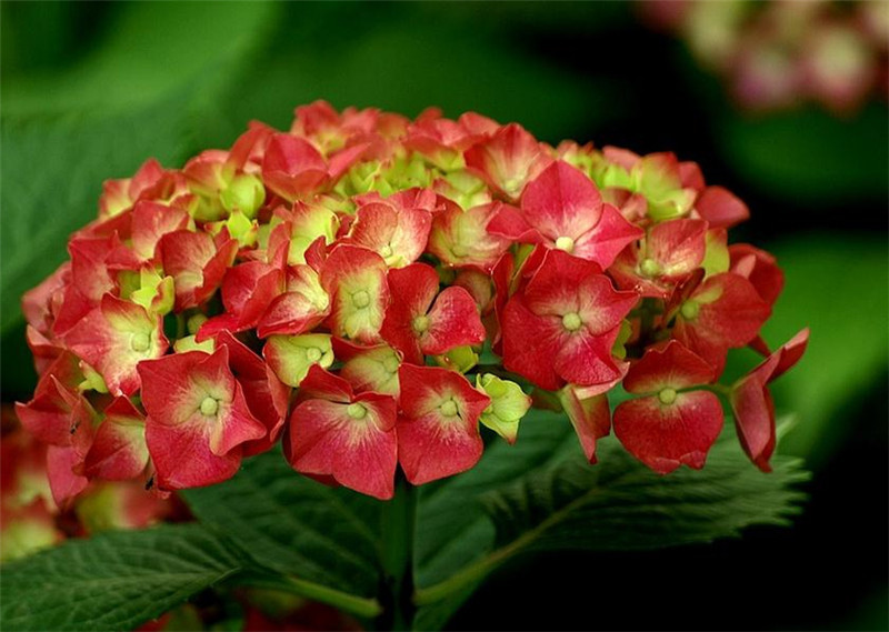 八仙花图册_360百科