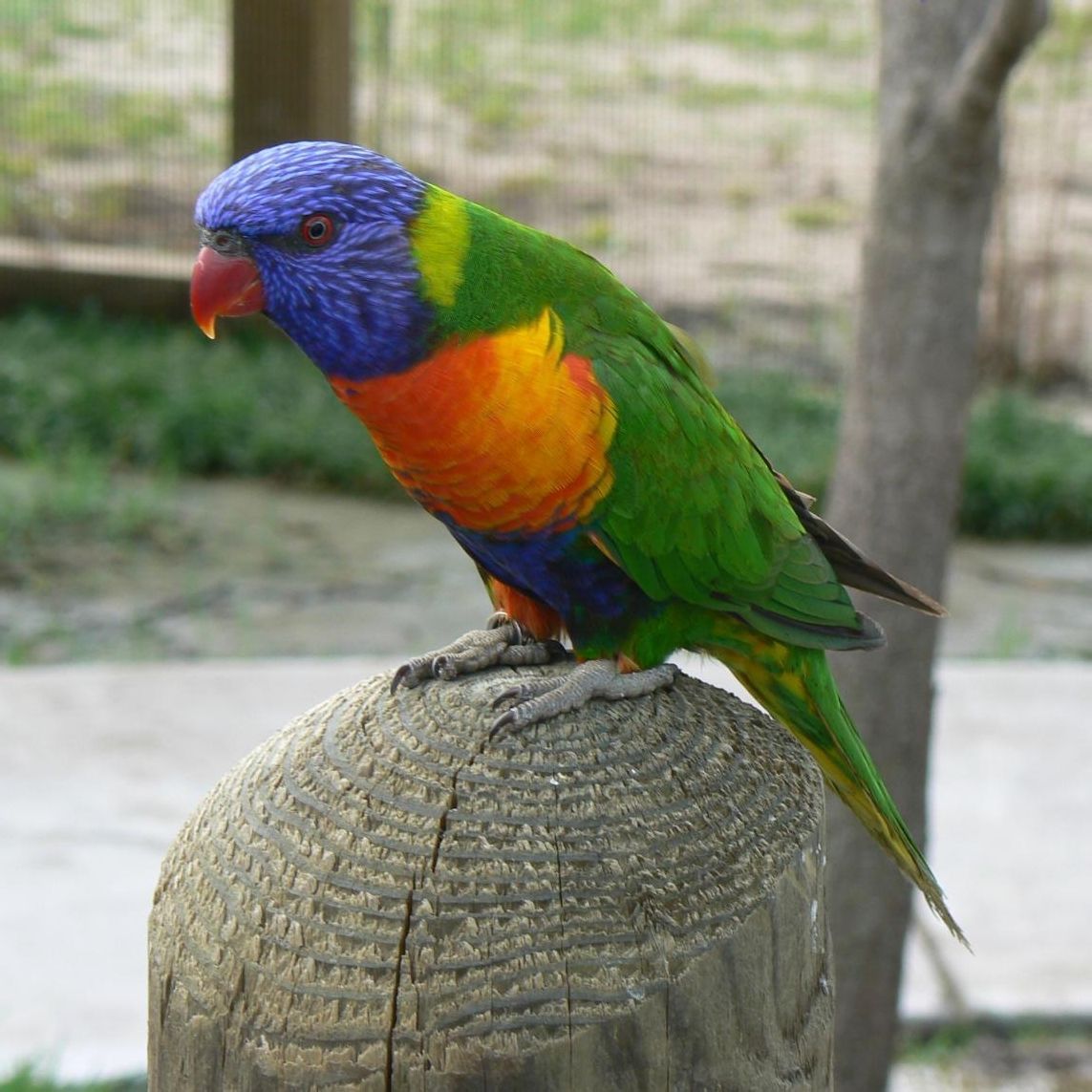 澳洲彩色彩虹吸蜜鹦鹉摄影图高清摄影大图-千库网