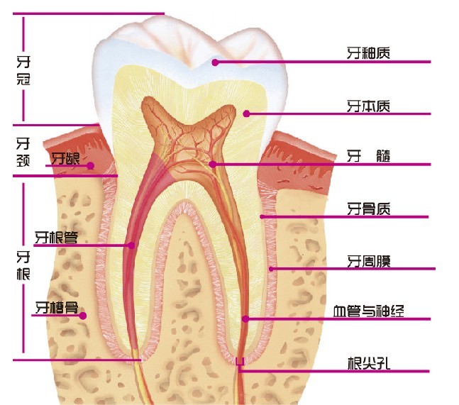 牙齿结构