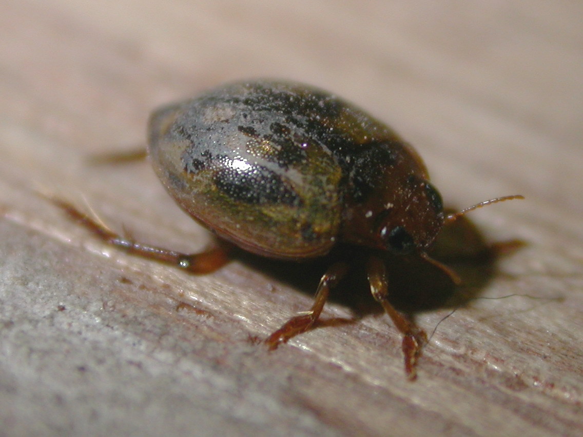 龙虱科图册_360百科