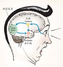 杏仁核图册_360百科