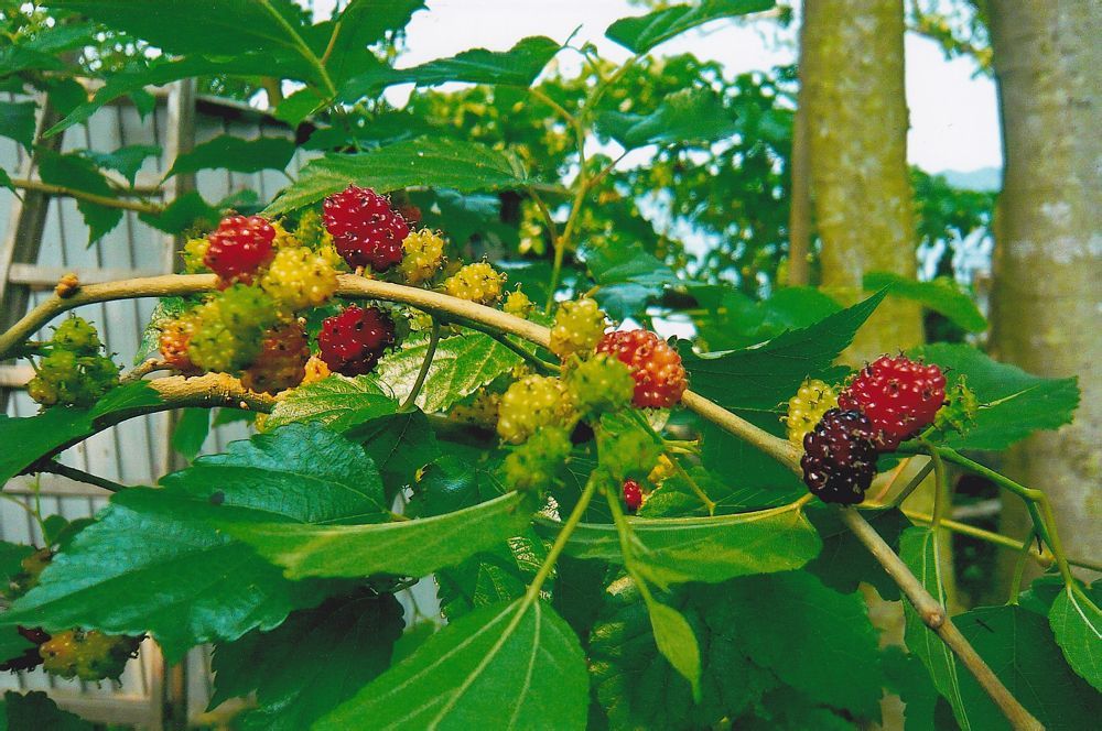 蜜楝吴萸图册_360百科