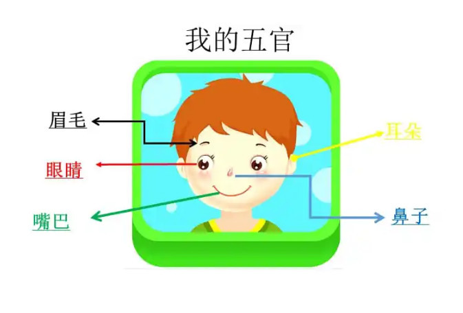 人体五官图册_360百科
