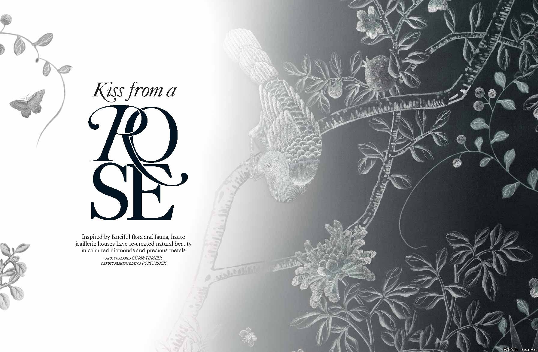 kiss from a rose图册_360百科